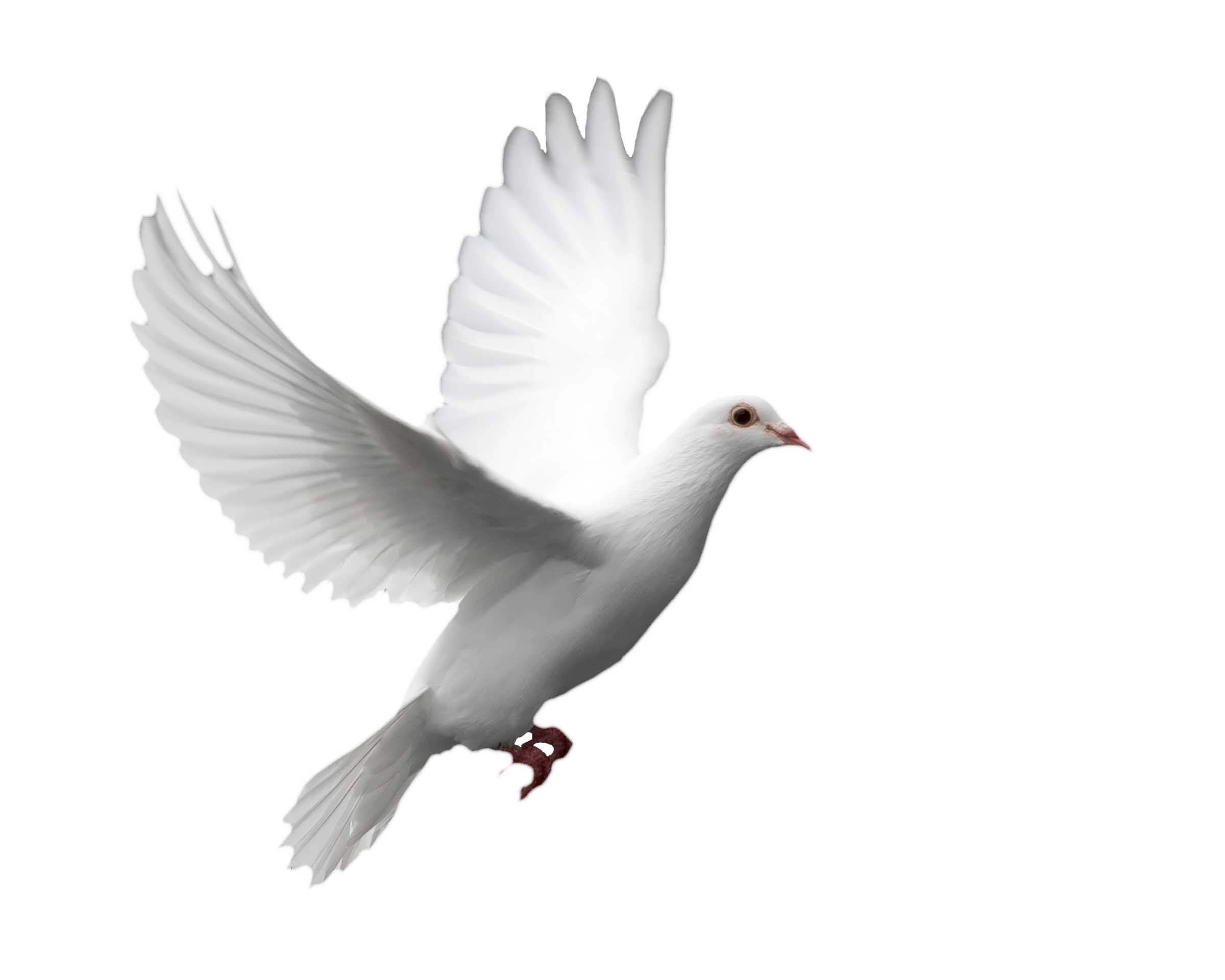 Palomas - generalidades